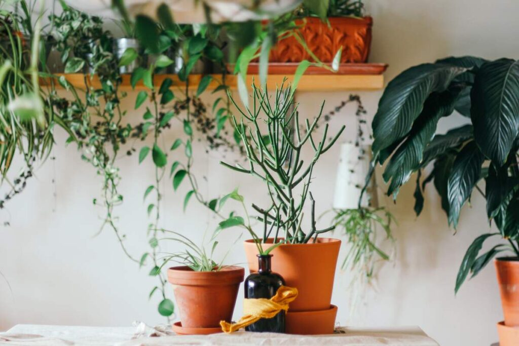 two potted plants