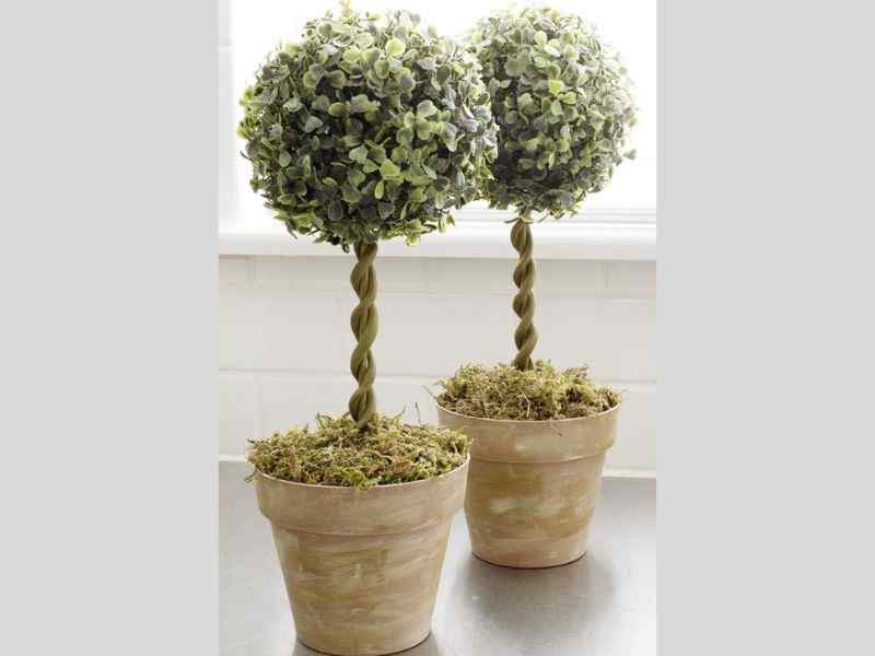 two mini tree topiaries